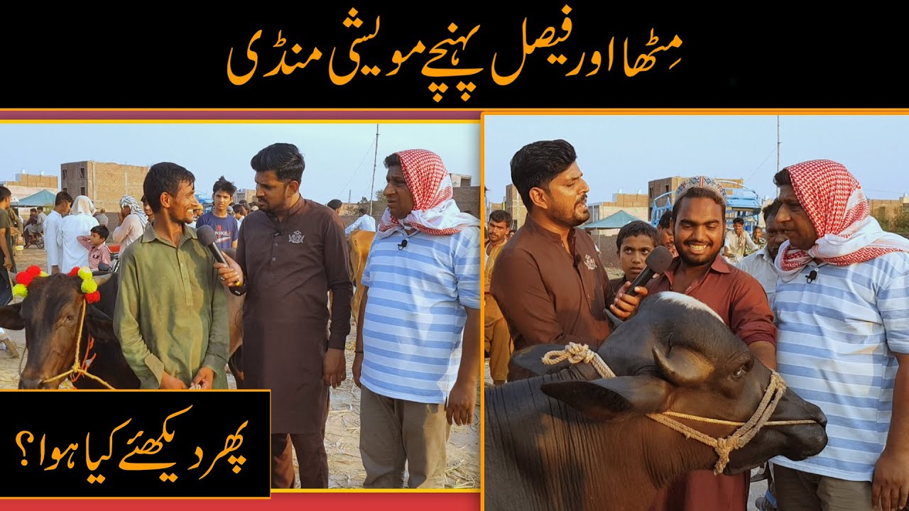 Aakhir Kaar Bakra Khreed hi Liya 😅 | Faisal Ramay | Mitha Puria | Sajjad Jani Offiial