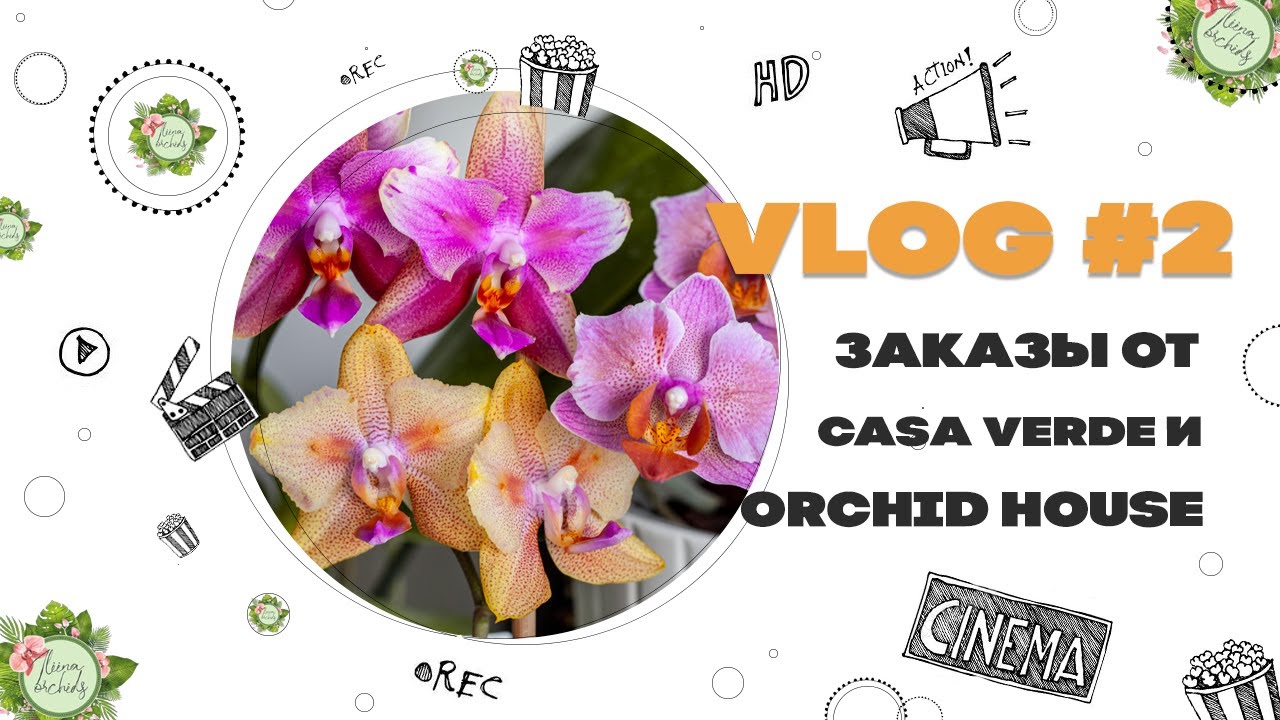 VLOG #2. Заказы Casa Verde, Orchid House, проблемы Леко Будды и радости вирусной орхидеи.