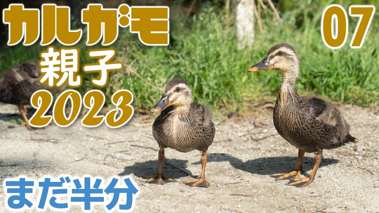 カルガモ親子2023(07)-パパはすぐどこかに行っちゃうのよぉ人間と同じね-2023年5月18日(晴れ)