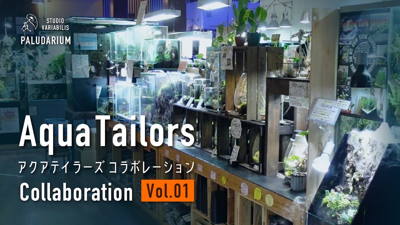 Aqua Tailors コラボ 1 - ① Bioloark パルダリウムの為の素材選択
