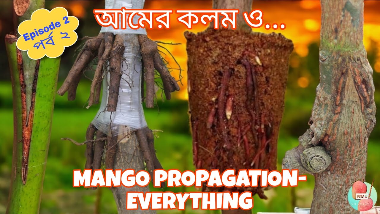 Mango Grafting - Explained Everything| Episode - 2