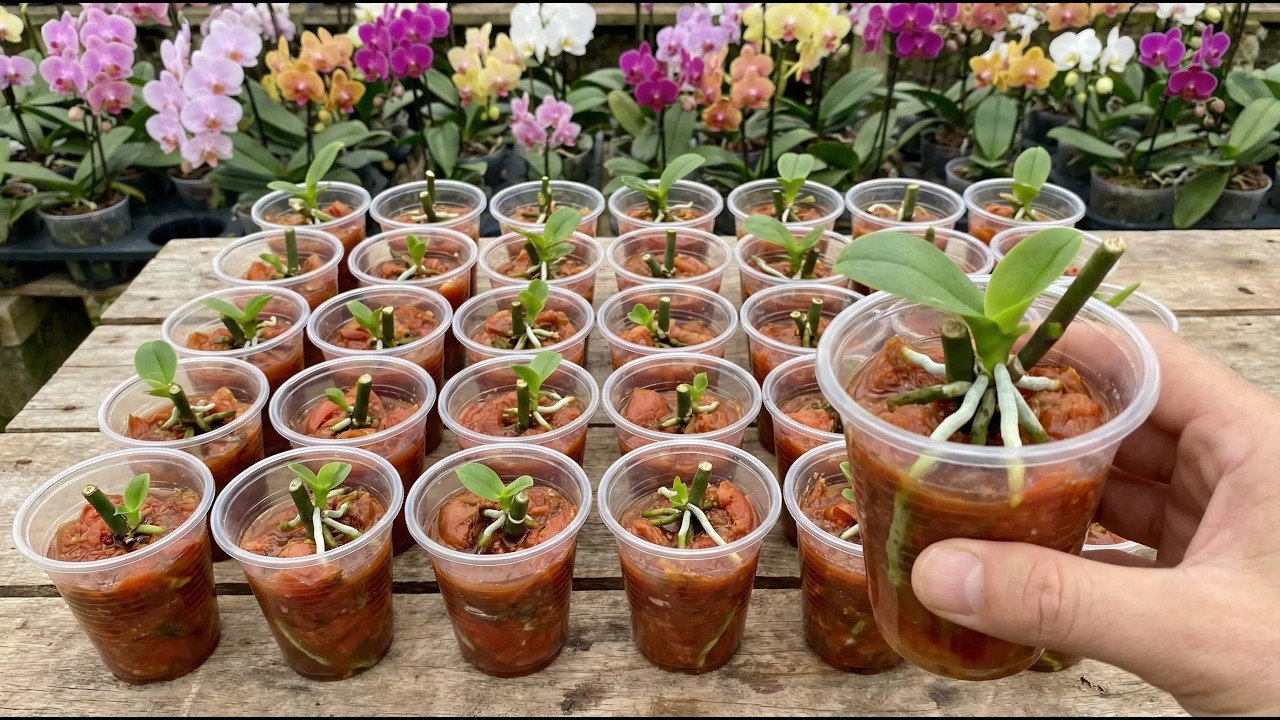 Tips for propagating orchids using tomatoes - Shoots and roots develop quickly.