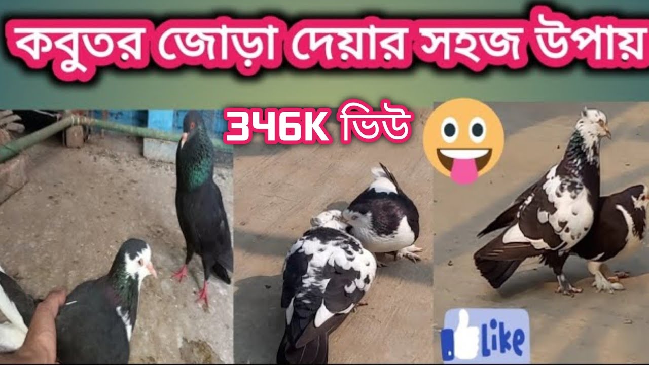 কবুতর জোড়া দেয়ার সহজ উপায় সমূহ। Simple ways to pair pigeons.