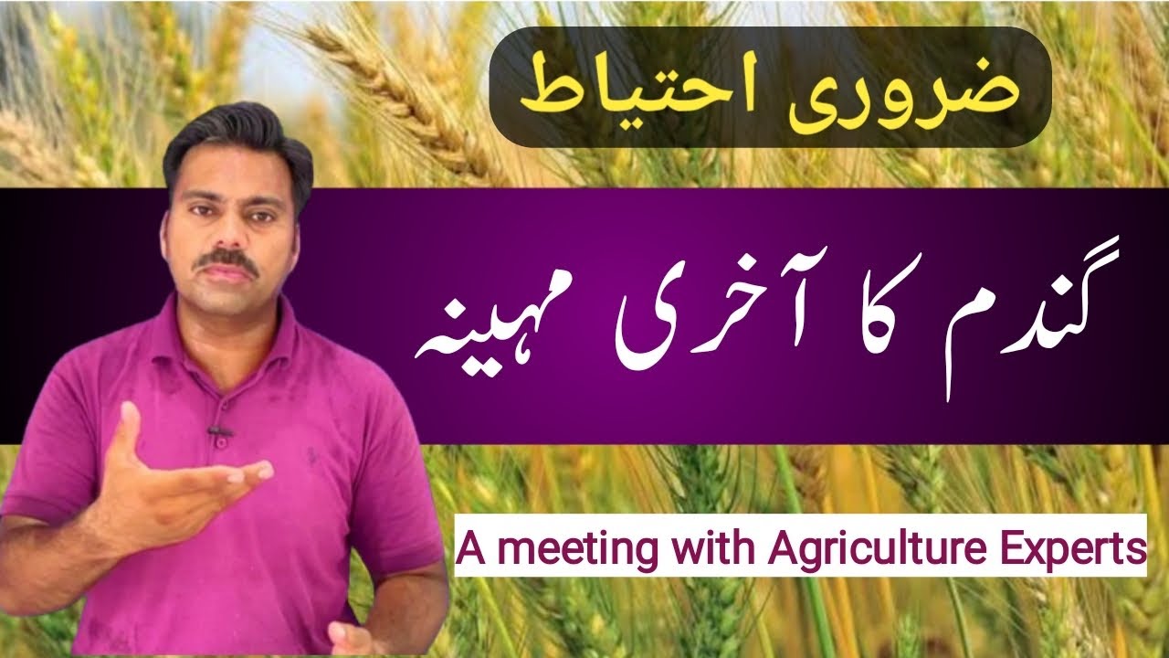 Wheat crop care in last month | Wheat grains filling stage | Wheat crop care at milking stage