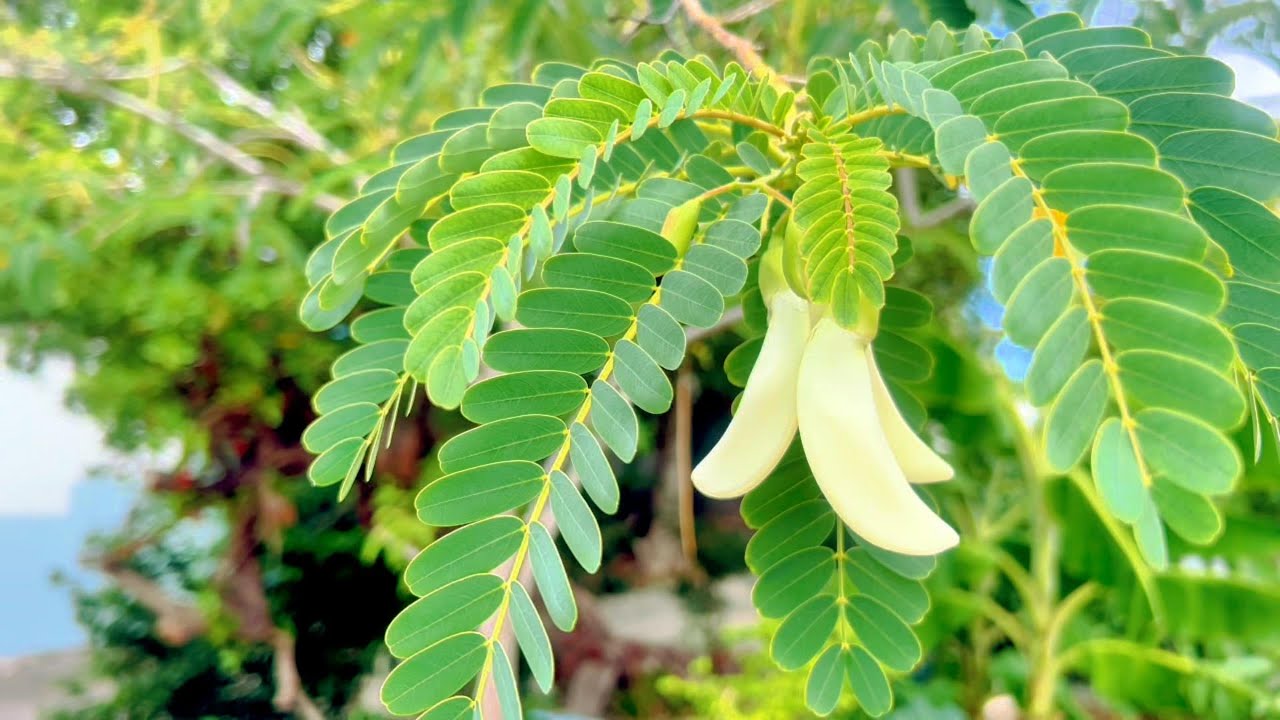My Secret Garden in Curaçao: What I do when I’m not traveling!