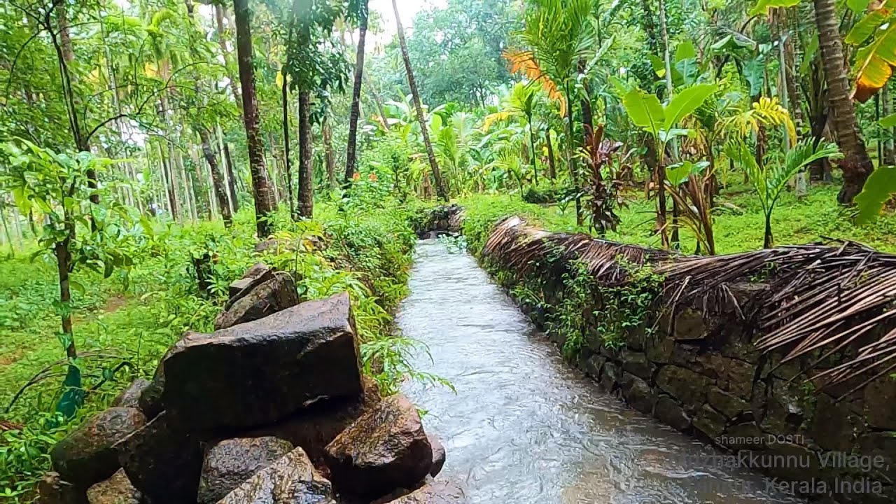 WALKING IN THE RAIN [village walk with raining] Kannur| Kerala #shameerdosti