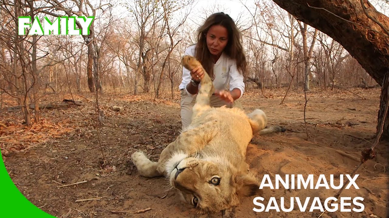Leurs vies hors du commun avec les animaux sauvages
