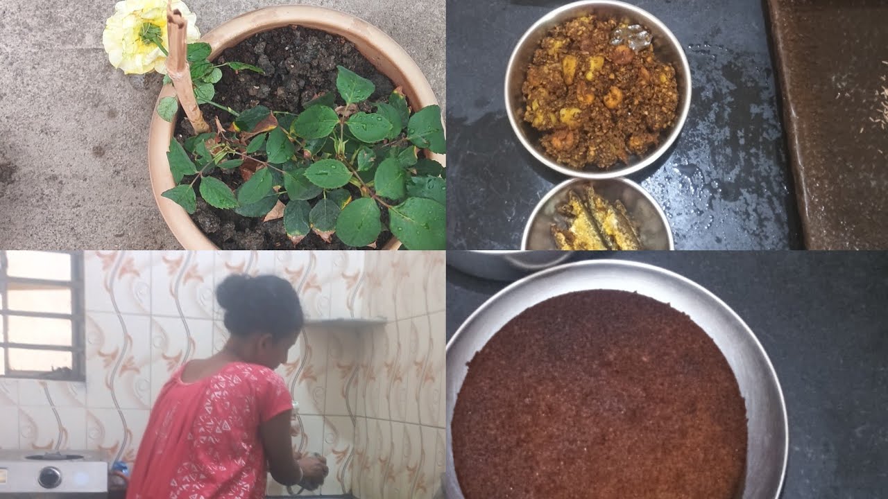গতকাল রাতে ঝড় বৃষ্টির কারণে ছাদের গাছগুলোর কি অবস্থা। আজ সারাদিন যেন শুধু রান্নাই করে গেলাম। 
