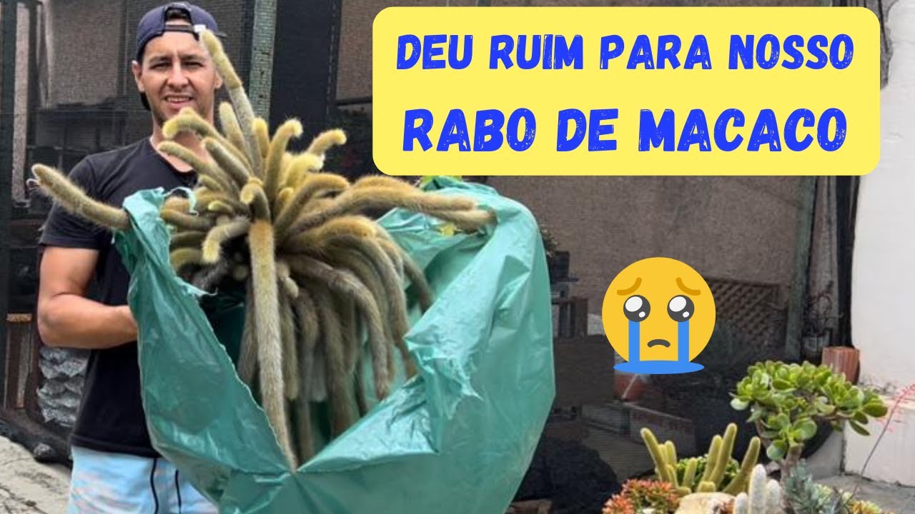 (NÃO COMETA ESSE ERRO!) a saga do nosso CACTO RABO DE MACACO😢