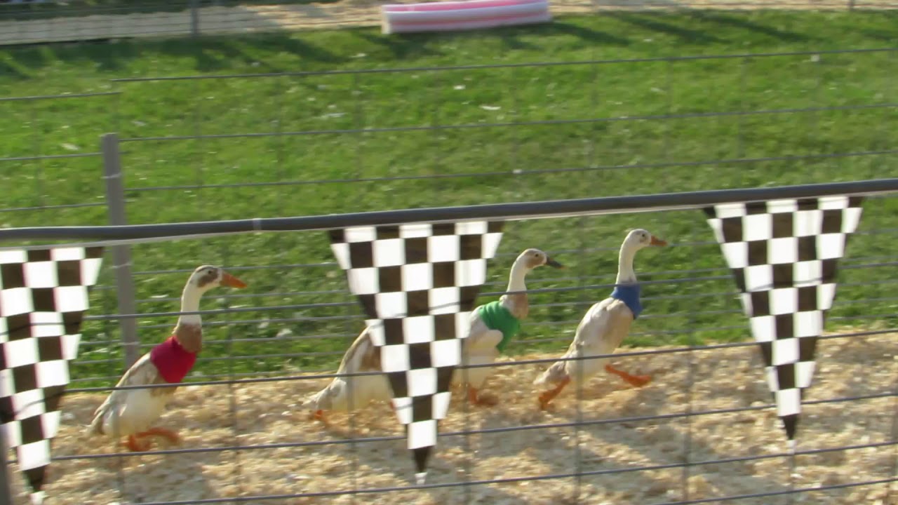 Runner Duck Racing Kenosha County Wi Fair 2017