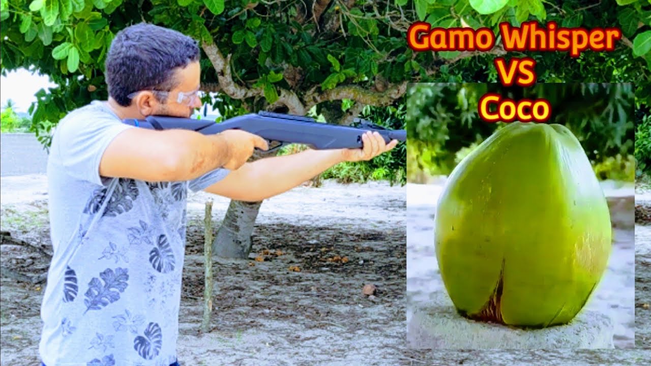 Gamo Whisper Fusion vs coco verde, será que atravessa?