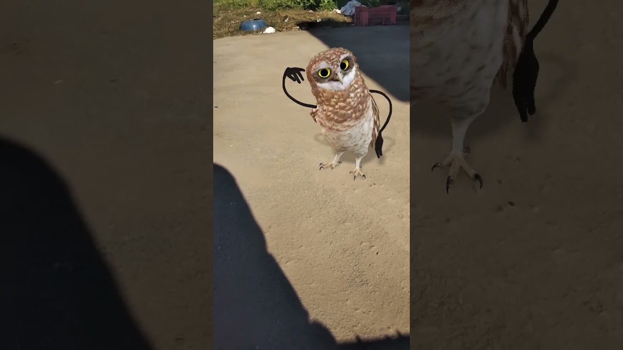 #funny #owl #comedy #lifeisbutadream #cute
