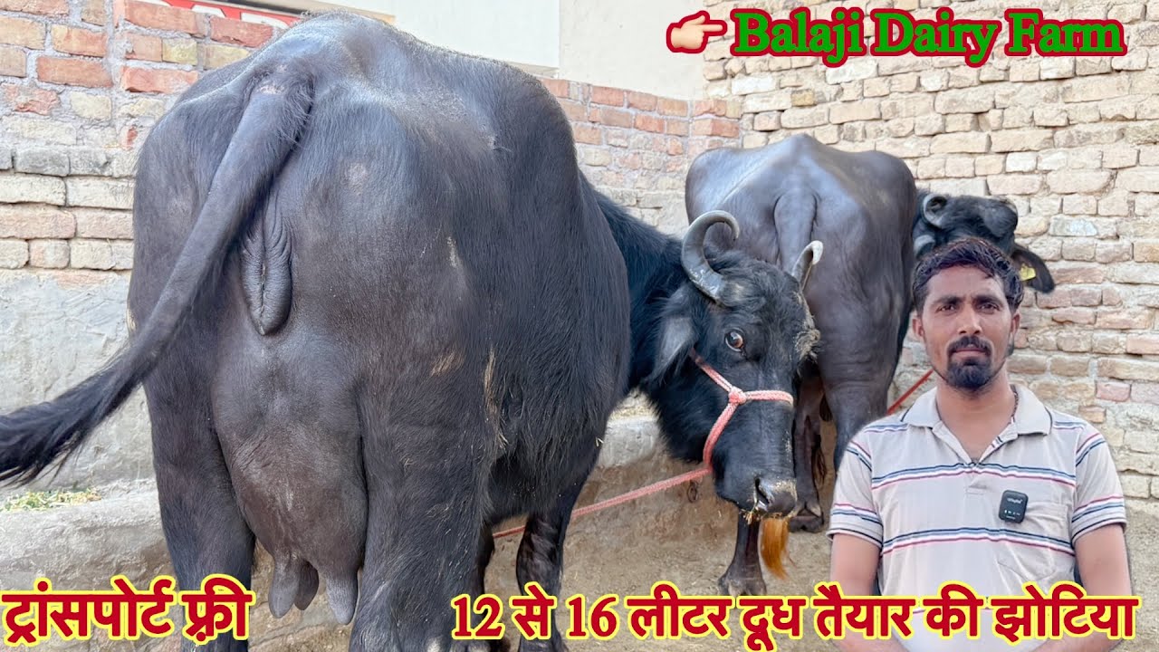 16 लीटर दूध तैयार की ✅ टॉप की झोटिया ख़रीदे 🏆15 Buffalo For Sale 😱ट्रांसपोर्ट फ्री Balaji Dairy Farm