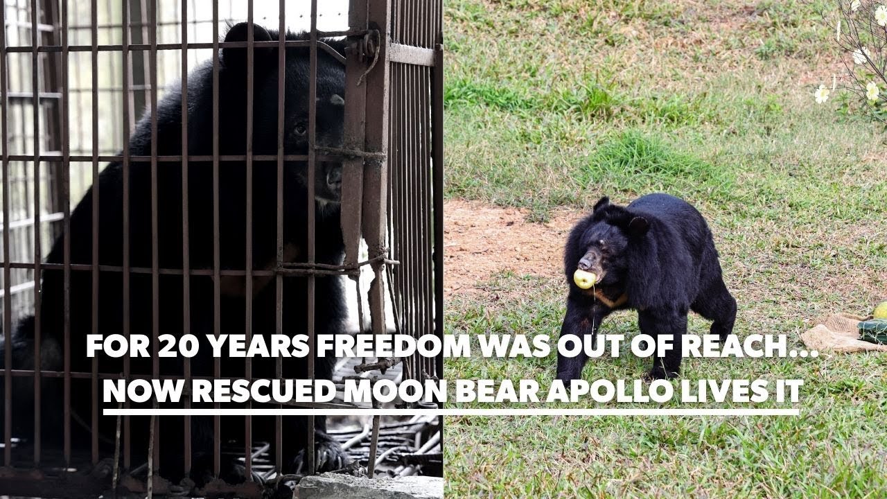 For 20 Years Freedom Was Out of Reach&hellip; Now Rescued Moon Bear Apollo Lives It