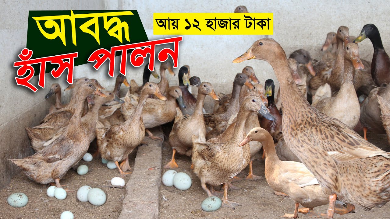 আবদ্ধ পদ্ধতিতে হাঁস পালন করে মাসে আয় করছেন 12 হাজার টাকা | Hash palon | Duck farm in bangladesh