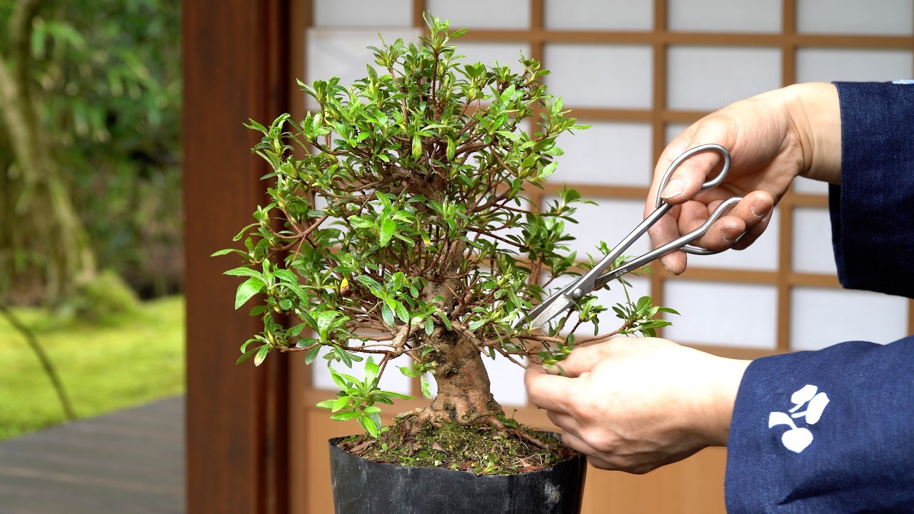 Azalea Bonsai creation