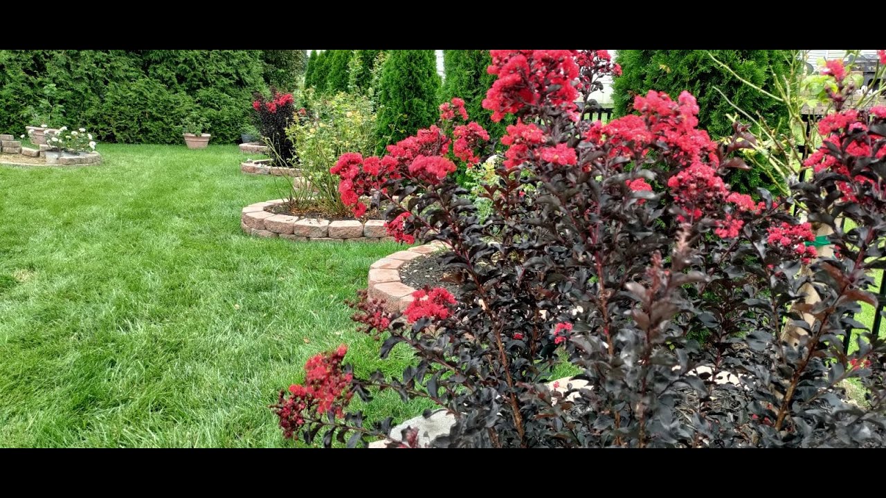 August Garden Tour 2023 // Black Diamond Crape Myrtle💖  Steal the Show