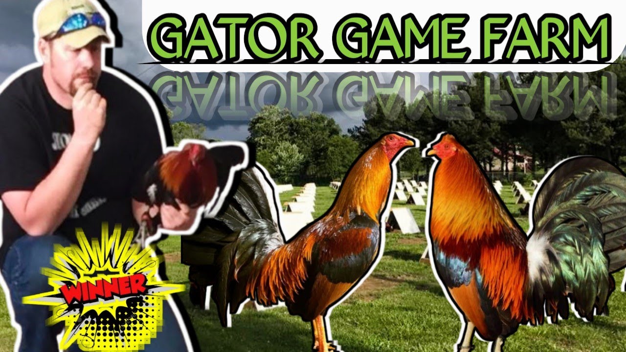 Gator Game Farm, 1-е место, Арандас 🐓🐓🐓💥💥💥