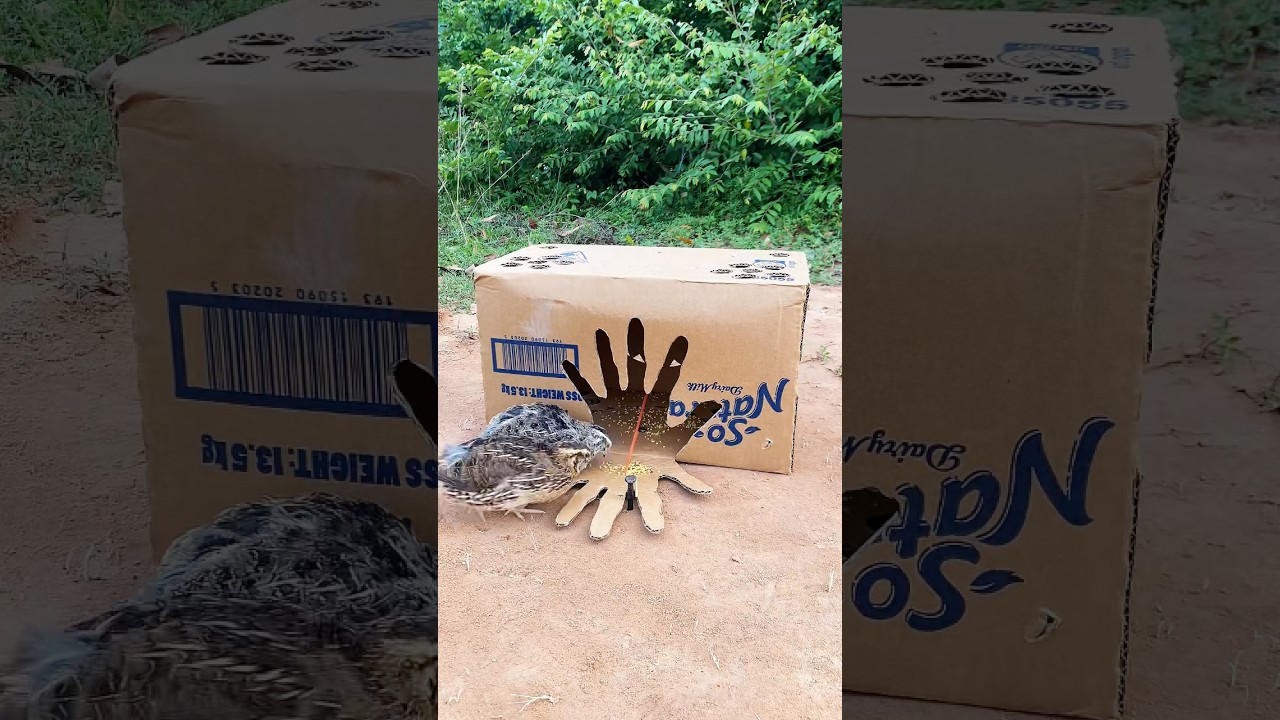 Creative Easy Bird Trap - Quail Trap # simple bird trap #shorts