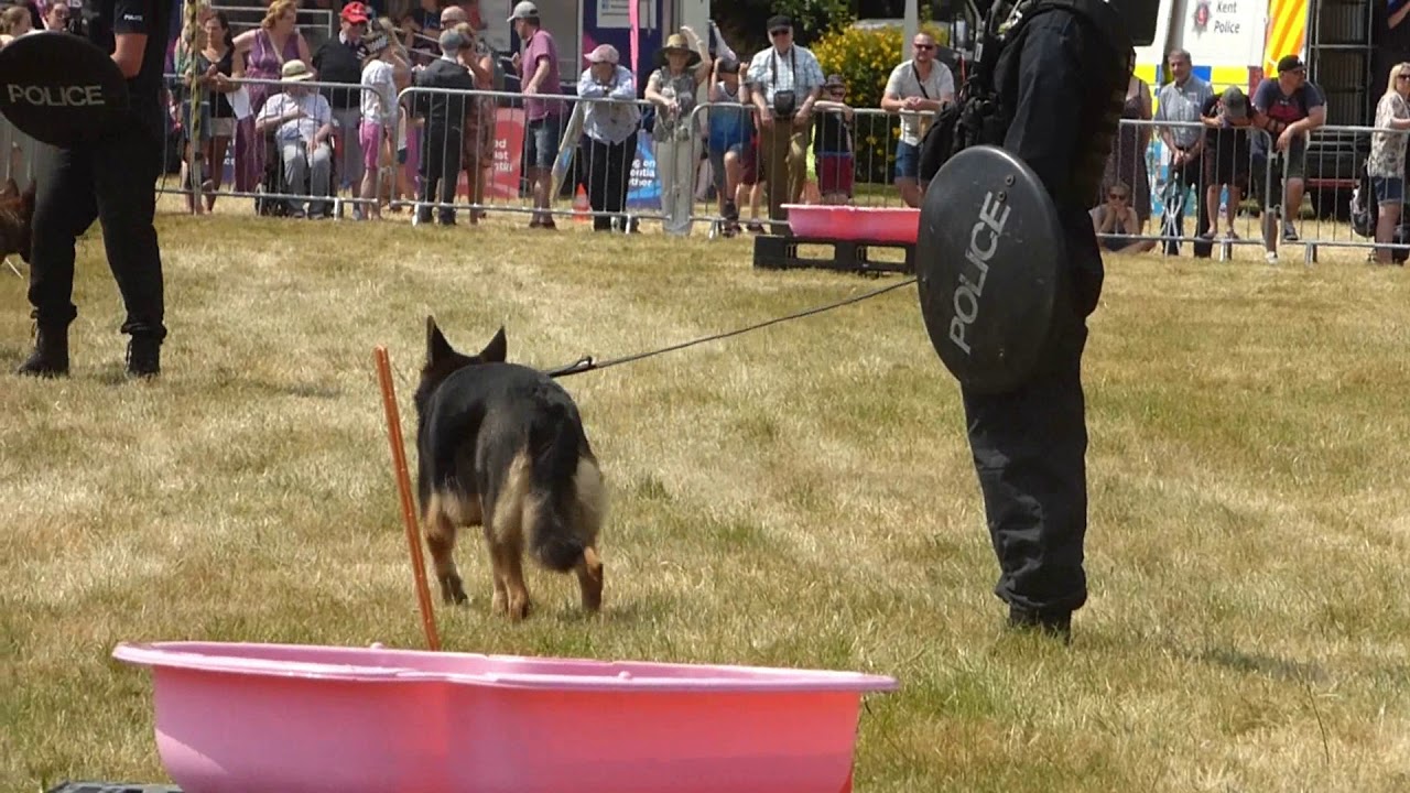 Wolf Log 18  Kent police dog show