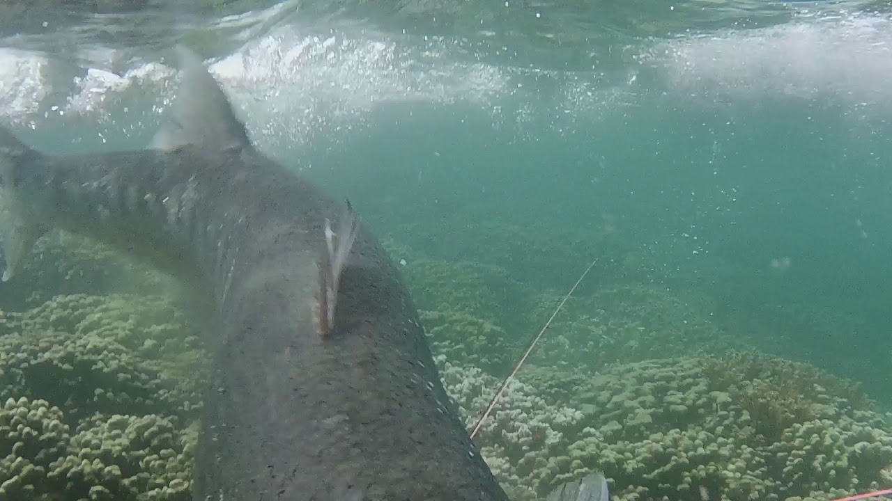 Barracuda's Vengence, When Barracuda attacks spear fishermen