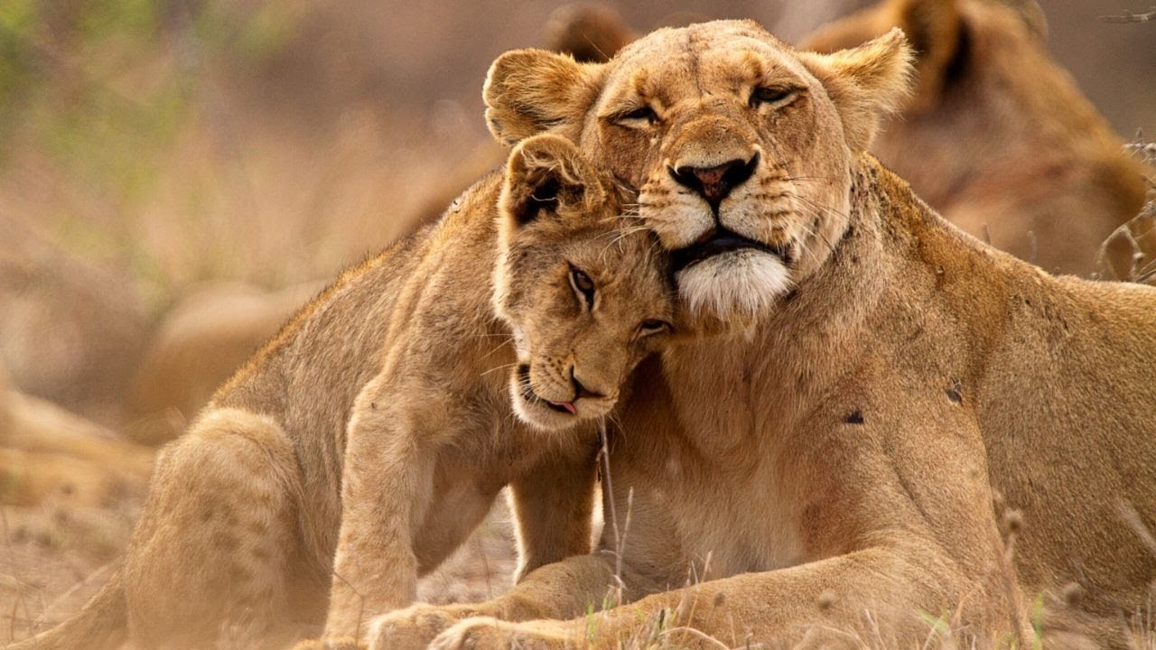 Parque Nacional Kruger | El latido salvaje de Sudáfrica