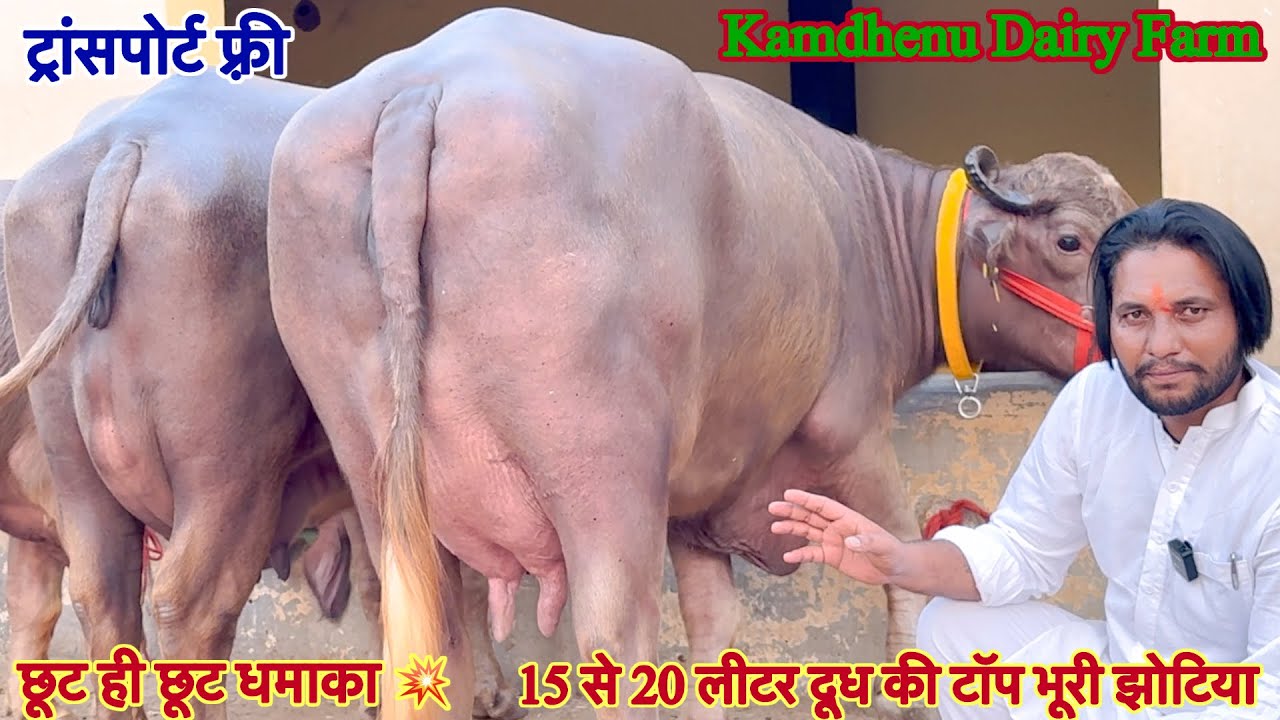 दिवाली 🪔 धमाका छूट ✅ टॉप की भूरी और मुर्रा झोटिया ख़रीदे 🏆15 Buffalo For Sale 😱20 लीटर दूध की झोटी 
