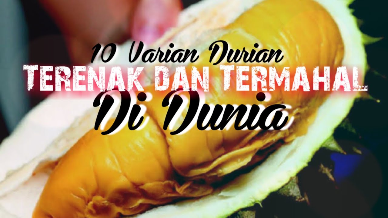Anti Zonk - Inilah Durian Terenak dan Termahal Di Dunia
