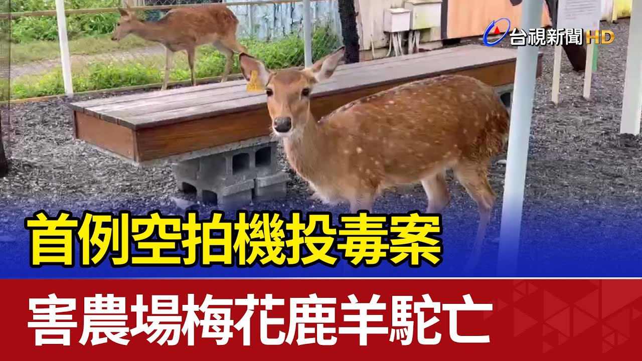 首例空拍機投毒案 害農場梅花鹿羊駝亡