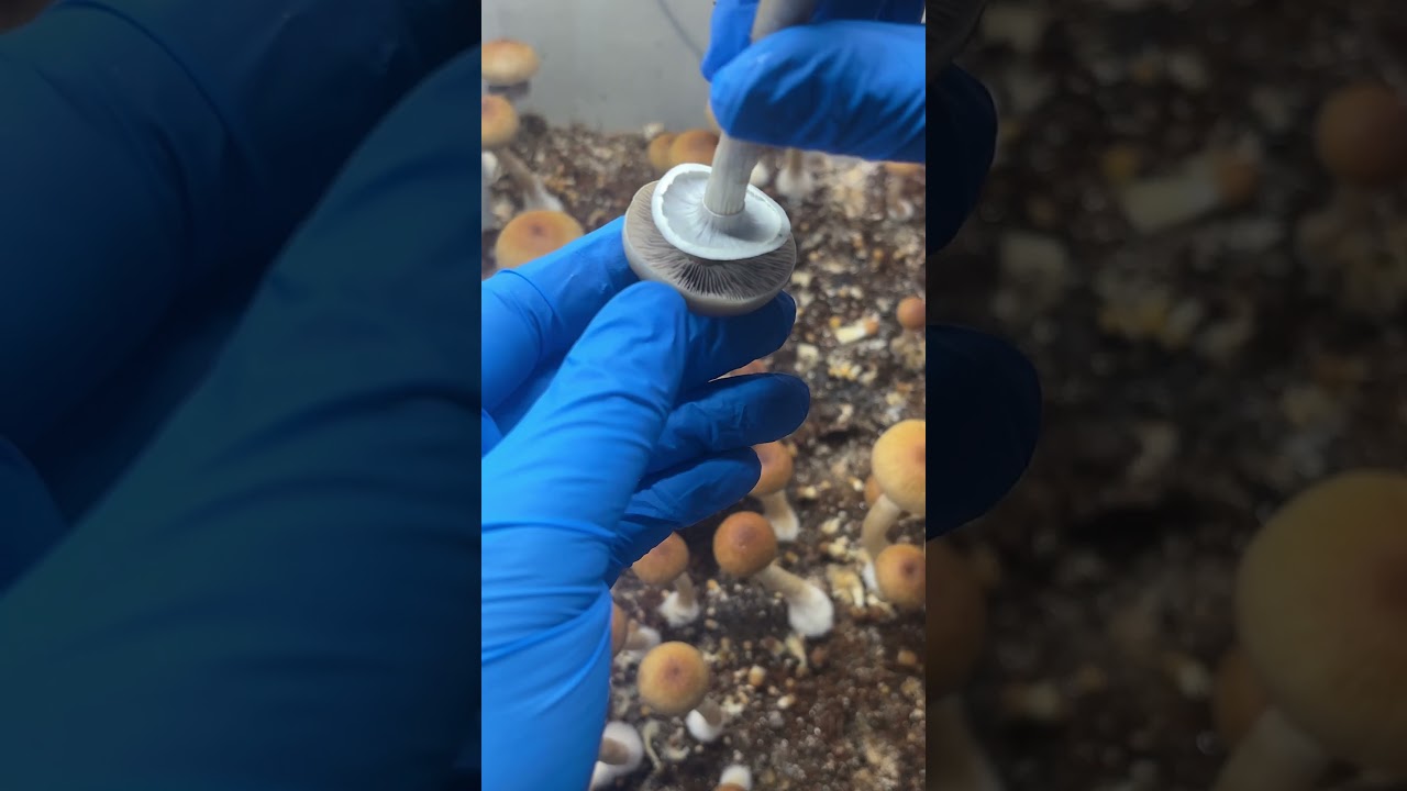 El momento perfecto para cosechar hongos 🍄 &iexcl;Mira cu&aacute;ndo romper el velo!