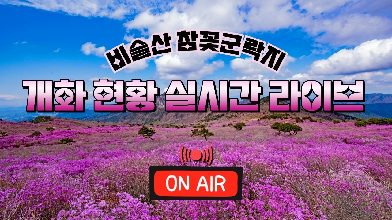 [달성군] 비슬산 참꽃 군락지 실시간 2026.04.16(목)