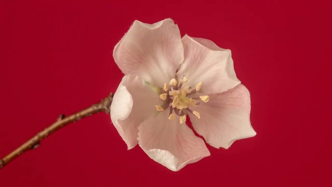 ASMR Relaxation Music With Flowers!🎶🌸✨
