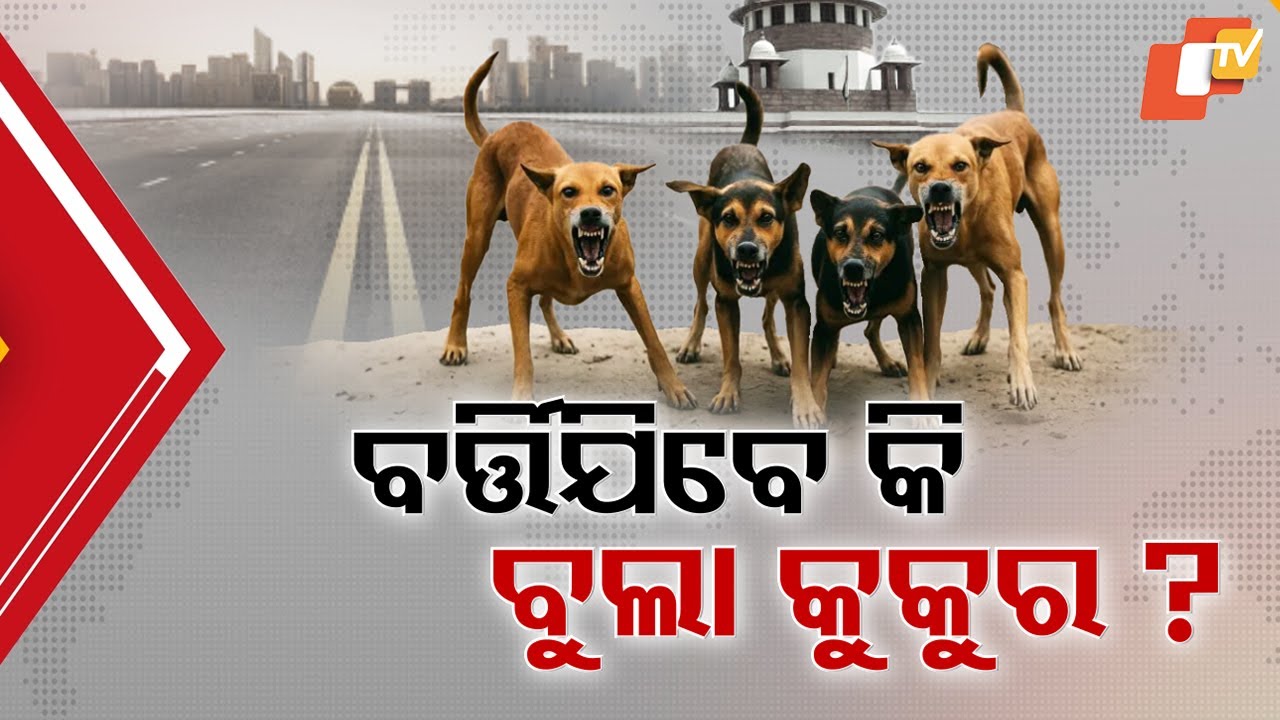 Supreme Court Orders Relocation of All Stray Dogs in Delhi-NCR to Shelters Within Eight Weeks