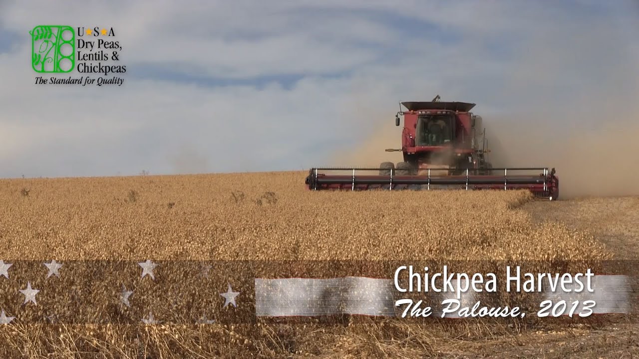 Chickpea Harvest 2013