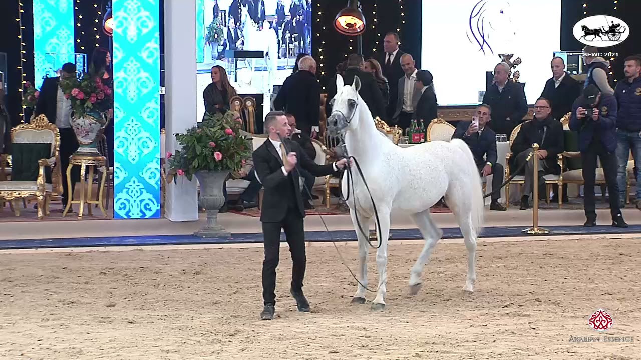 N 67 KAYED AL HAYAL   Straight Egyptian World Championship 2021   Stallions 4+ Years Old Class 6B