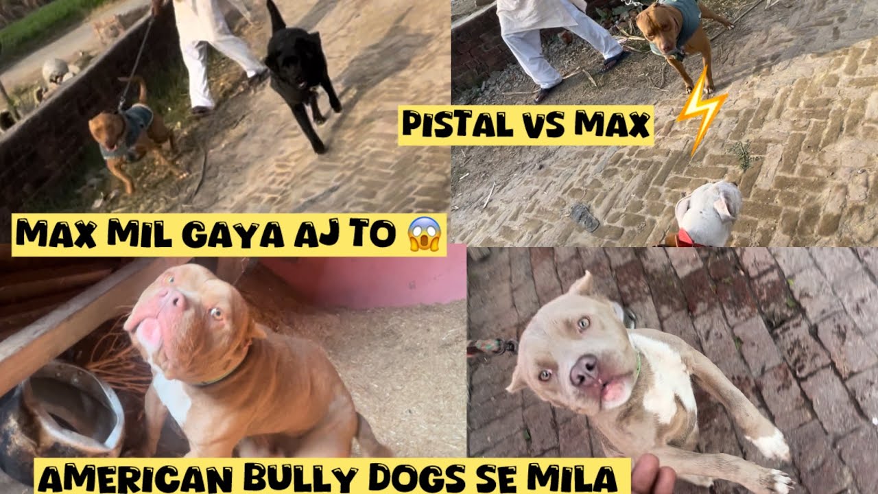 Danger American bully se mila 😨Barood ka father se mile pistal 💥@NikhilPetHouse 