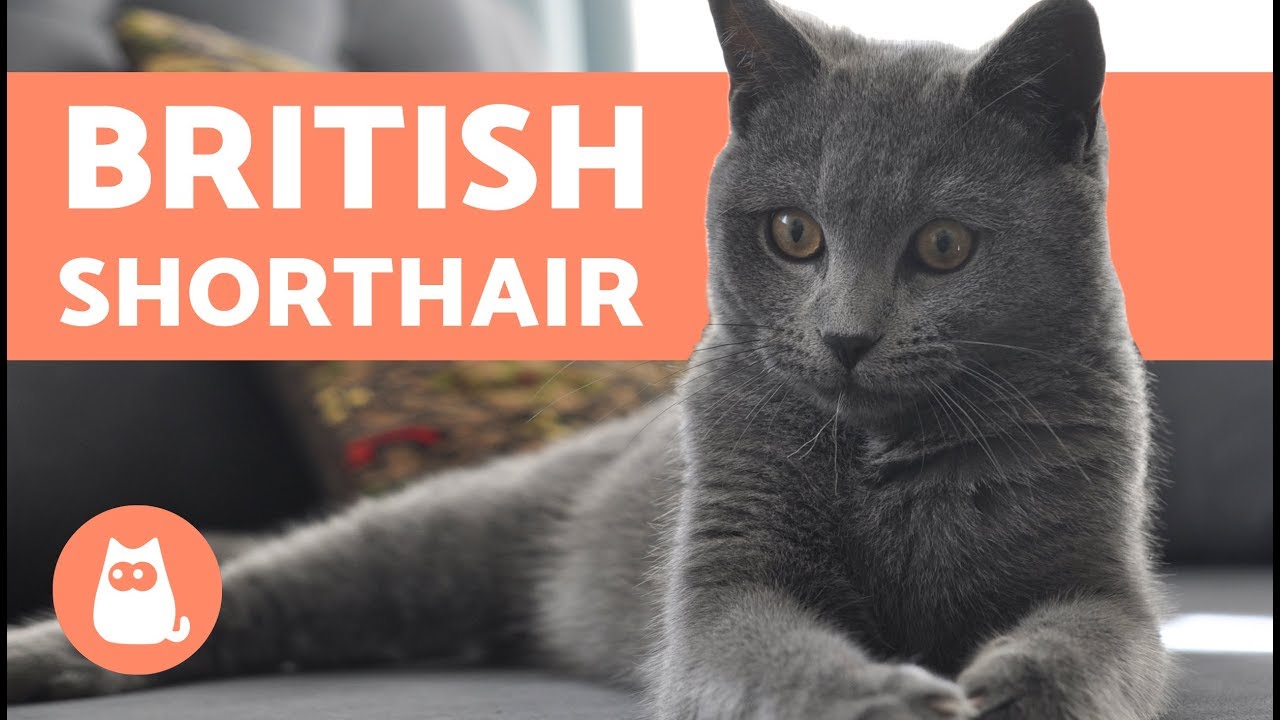 British Shorthair - CARACTÈRE ET COMPORTEMENT