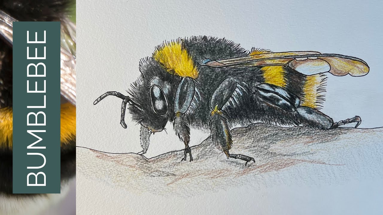 how to draw a BUMBLEBEE step by step easy
