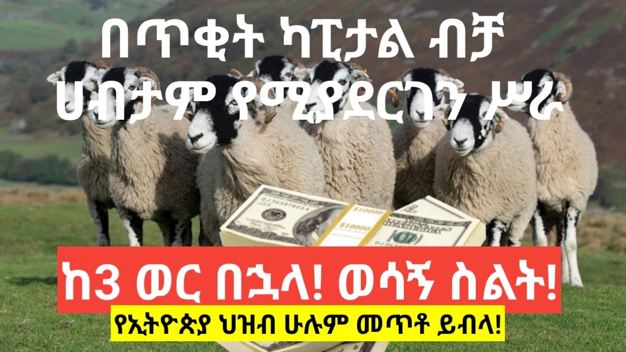 በጥቂት የመነሻ ካፒታል ብቻ በቀላሉ ሀብታም የሚያደርግ ቢዚነስ-ከ3 ወር በኃላ ወደ ሀብት ጉዞ (HOW TO GET RICH BY FATTENING SHEEP)