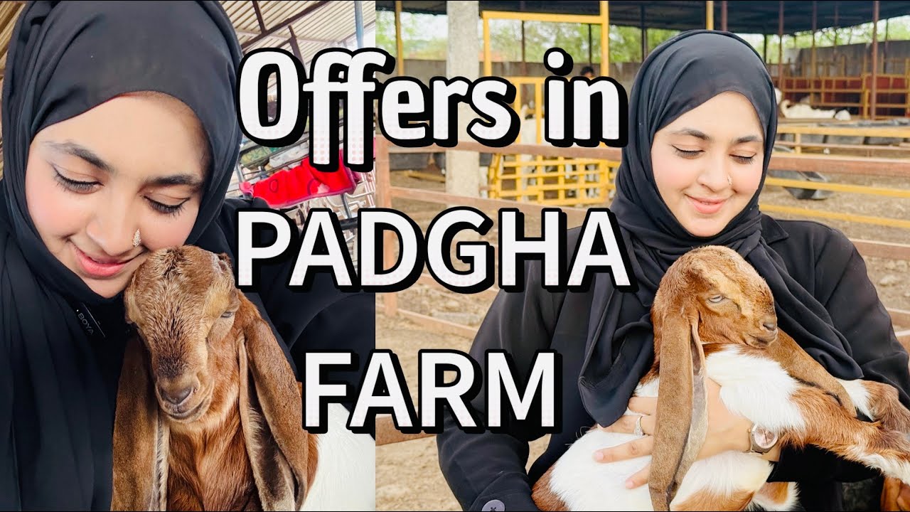 LAST DAYS OFFERS IN ~ CHOUDHARY GOAT FARM BY ~ SALMAN BHAI AT ~ PADGHA BHIWANDI 🌙💛🌙