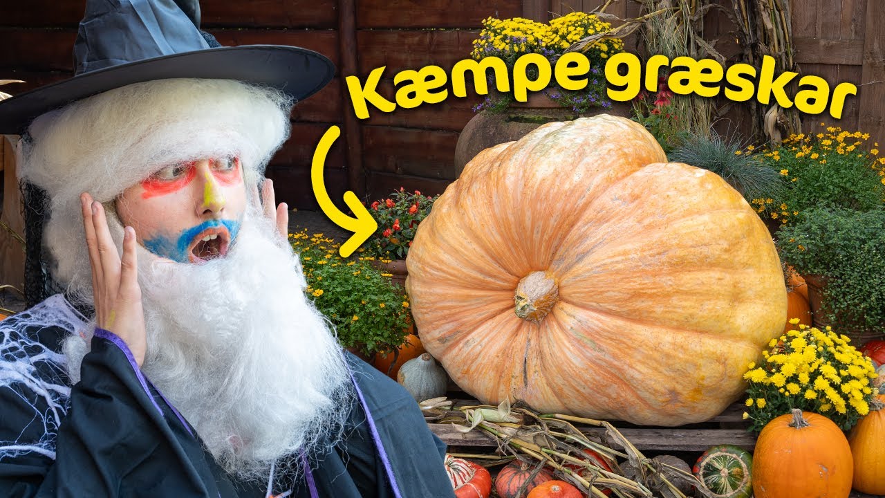 Se årets største græskar! - første dag til Magisk Halloween 2023