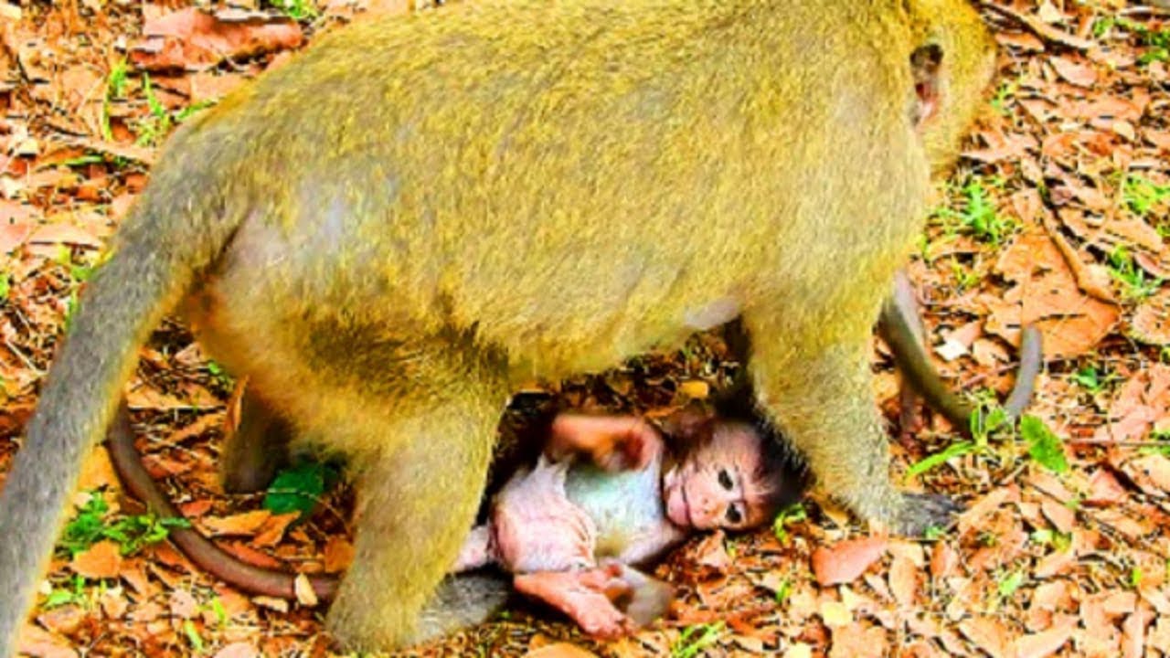 What is this new baby? Why monkey do like this on baby? Baby very angry spoil monkey #796