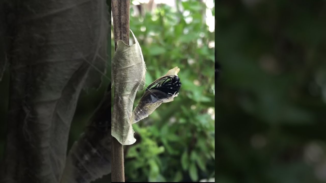 玉帶鳳蝶 - "完全變態"的全實錄