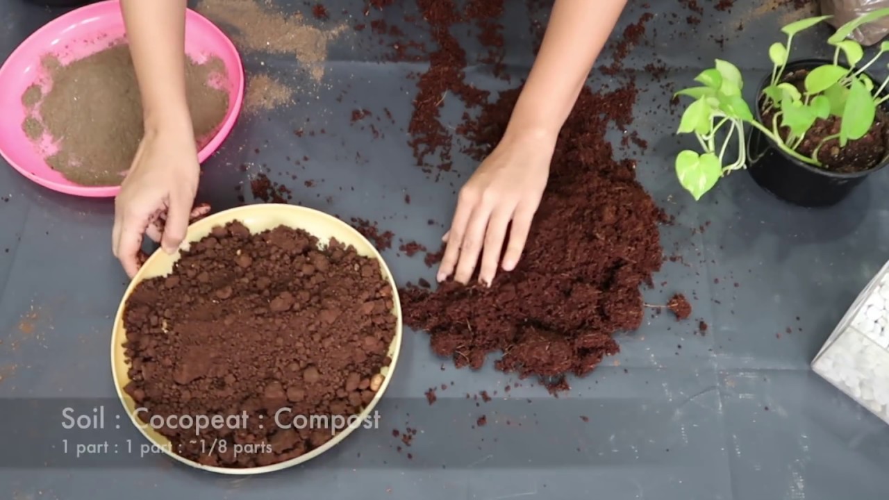 How to Prepare Potting Soil for Indoor Plants | Garden Up