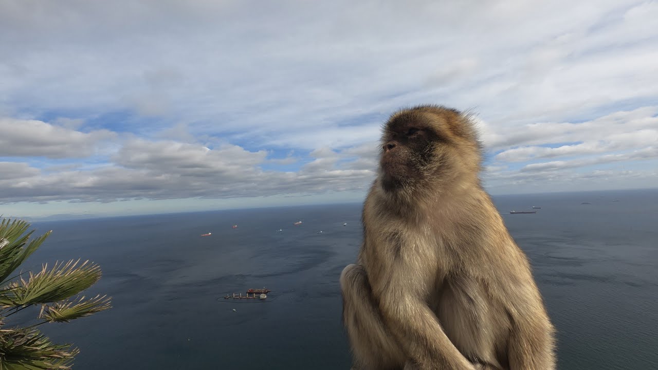 Gibraltar: Kanapka Krzysztofa Kolumba i Małpy na Szczycie Skały  -KO