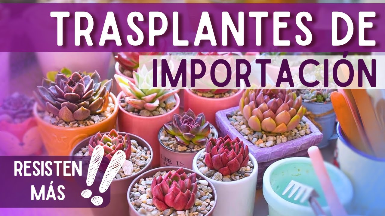 Compré SUCULENTAS COREANAS y esto pasó 😯🌱 | Trasplante de importaciones
