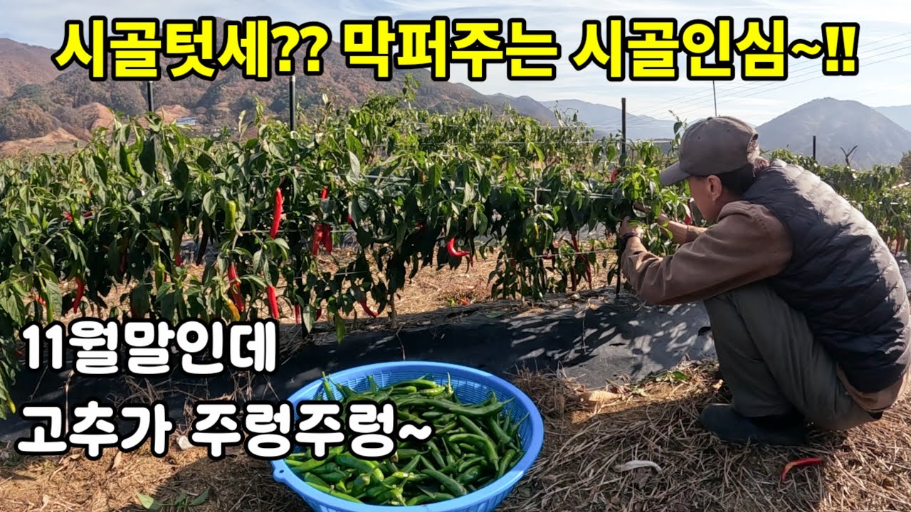 시골텃세?? 막퍼주는 시골인심!! / 무수확, 무청시래기 말리기 / 화목난로 준비 / 2촌치킨세트, 가브리살구이, 무생채비빔밥 / 벤투스 에어그릴, 무선 노피미니후드