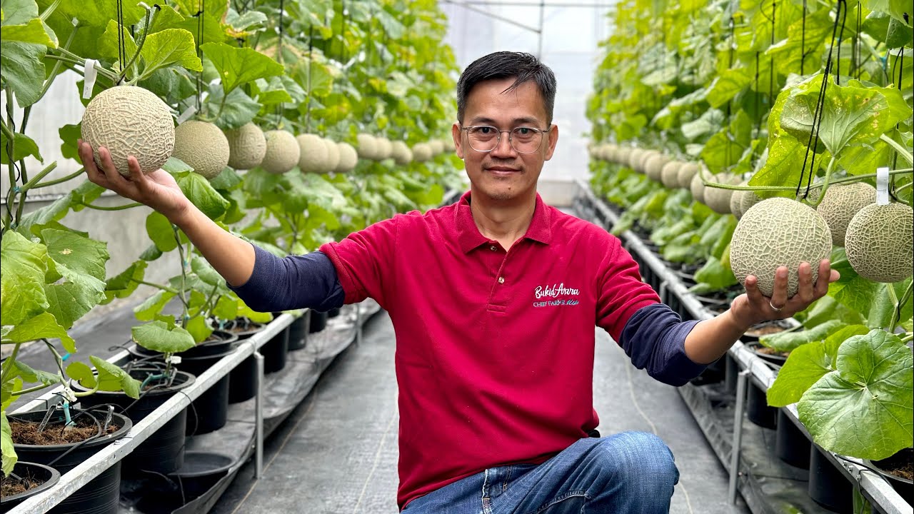 Ang sobrang mahal na Japanese Melon, successful na itanim sa Pinas through Smart Farming