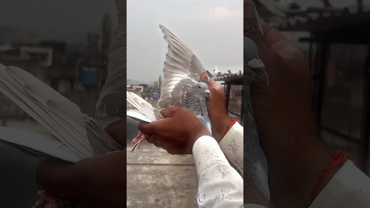 SHOOTER👑❤️ KASNI KABOOTAR PAKDA 😮🦅 #viral #kabootar #shorts #trending