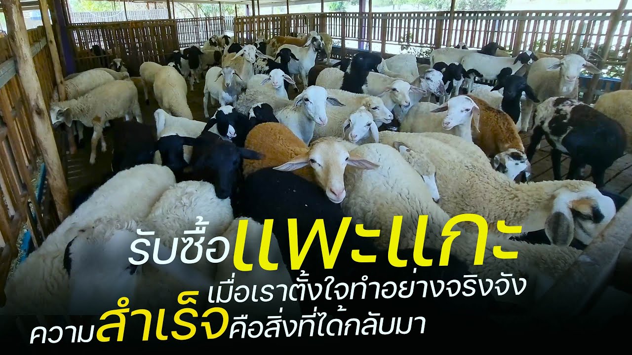 รับซื้อแพะแกะ อาชีพที่สามารถพลิกชีวิตสร้างความมั่นคงให้กับครอบครัว [อาชีพของฉัน]